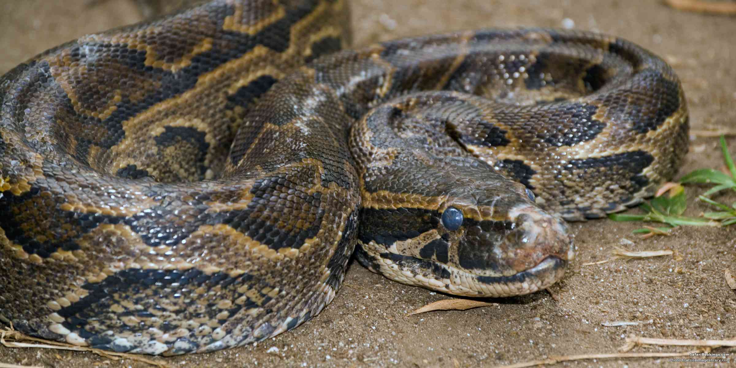 Africký python